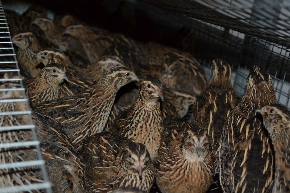 Угличская птицефабрика получила статус племрепродуктора второго порядка по разведению перепелов японской породы