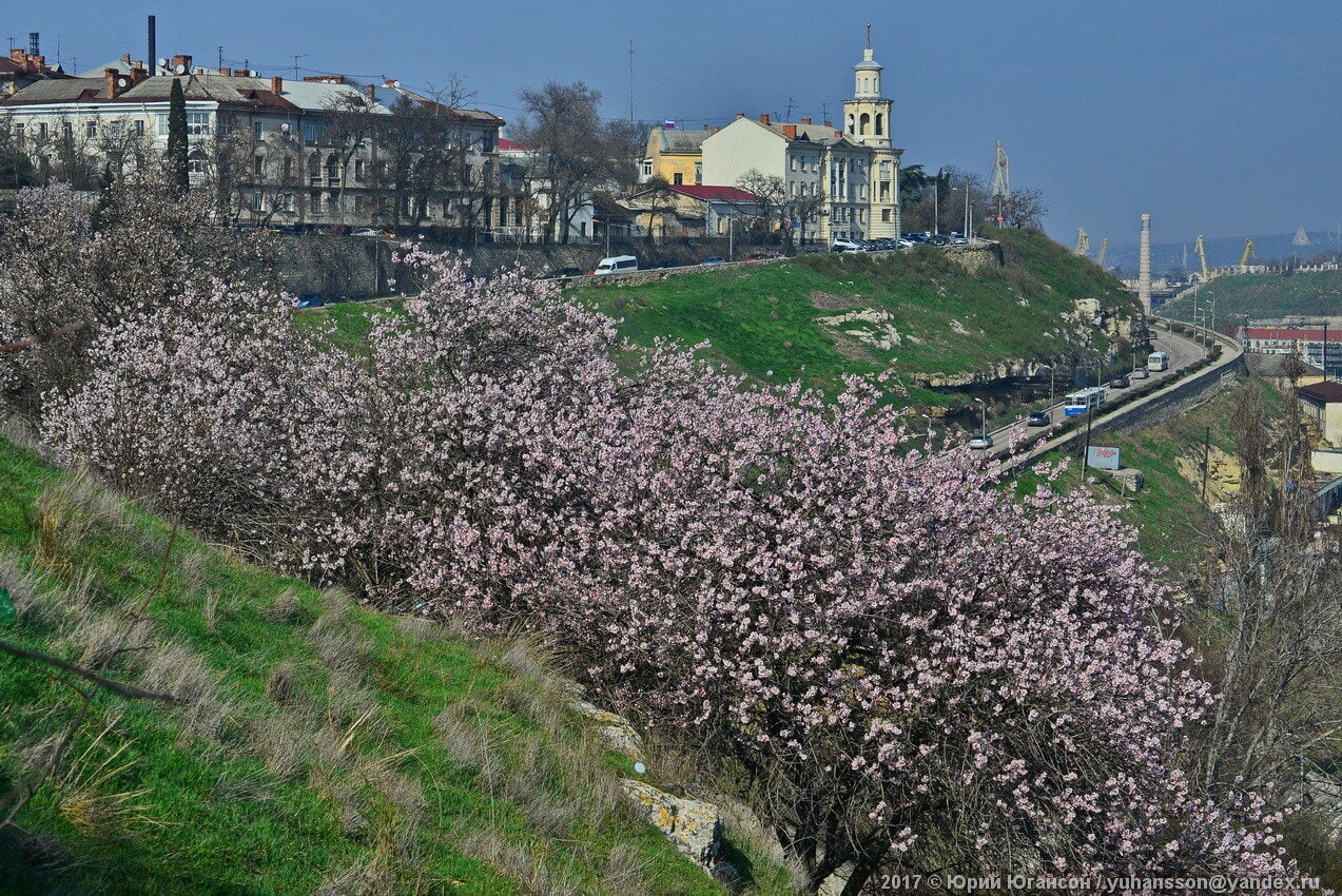 Цветущий миндаль в Севастополе