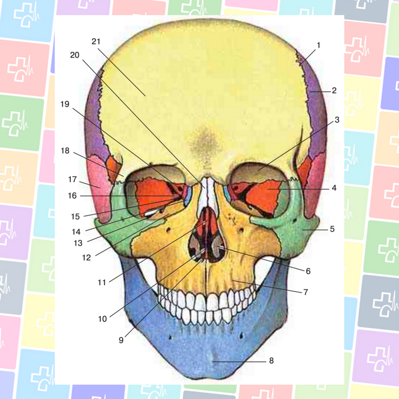 Полости лицевого черепа. Топография черепа спереди. Строение черепа человека вид сбоку. Строение черепа человека вид спереди. Череп спереди схема.