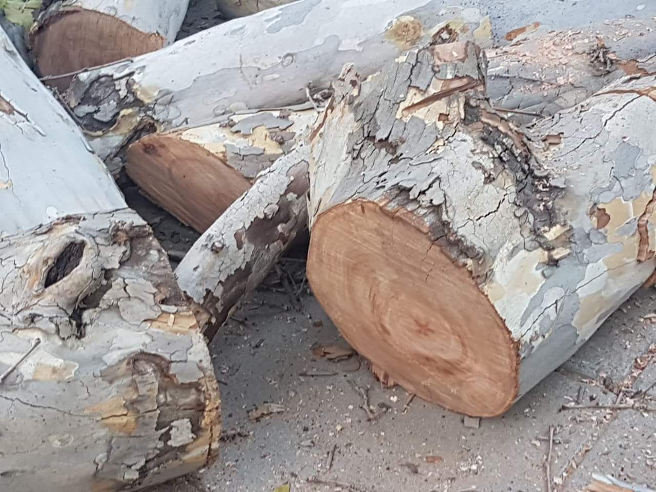 как срубить дерево дота 2 фото 36
