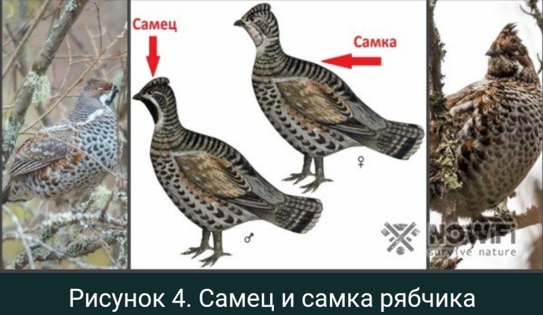 Отличие самца и самки. Рябчик самец и самка отличия. Рябчик самец и самка. Рябчик отличие самца от самки. Как выглядит рябчик самка и самец.