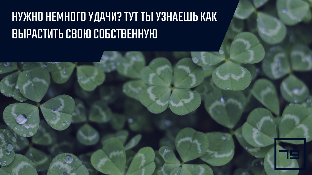 Не хватает немного удачи? Тут ты узнаешь как вырастить свою собственную –  Telegraph