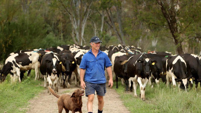 Австралия запускает обязательный кодекс для молочной отрасли, чтобы обеспечить справедливые цены