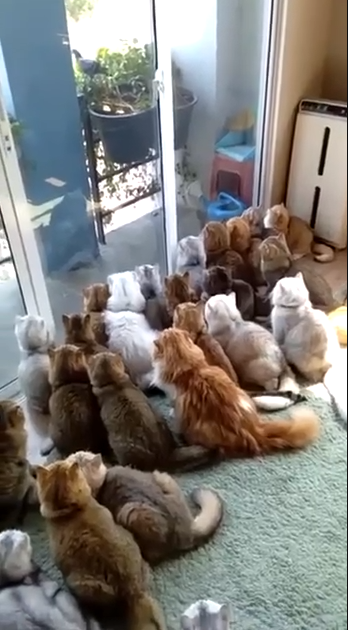 Jauría de gatos cazadores a la espera