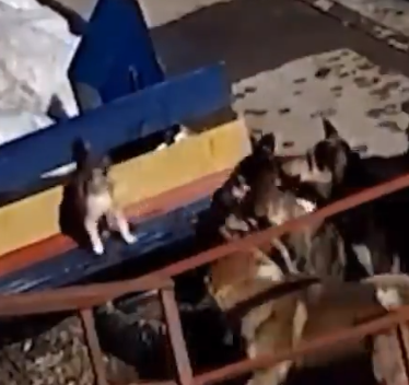 Un gato contra 7 perros
