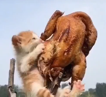 El gatito con mucha hambre