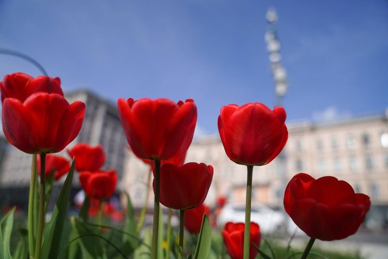 Хабаровские тюльпаны будут расти под охраной видеокамер