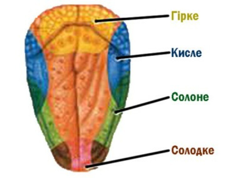 Зоны языка картинка