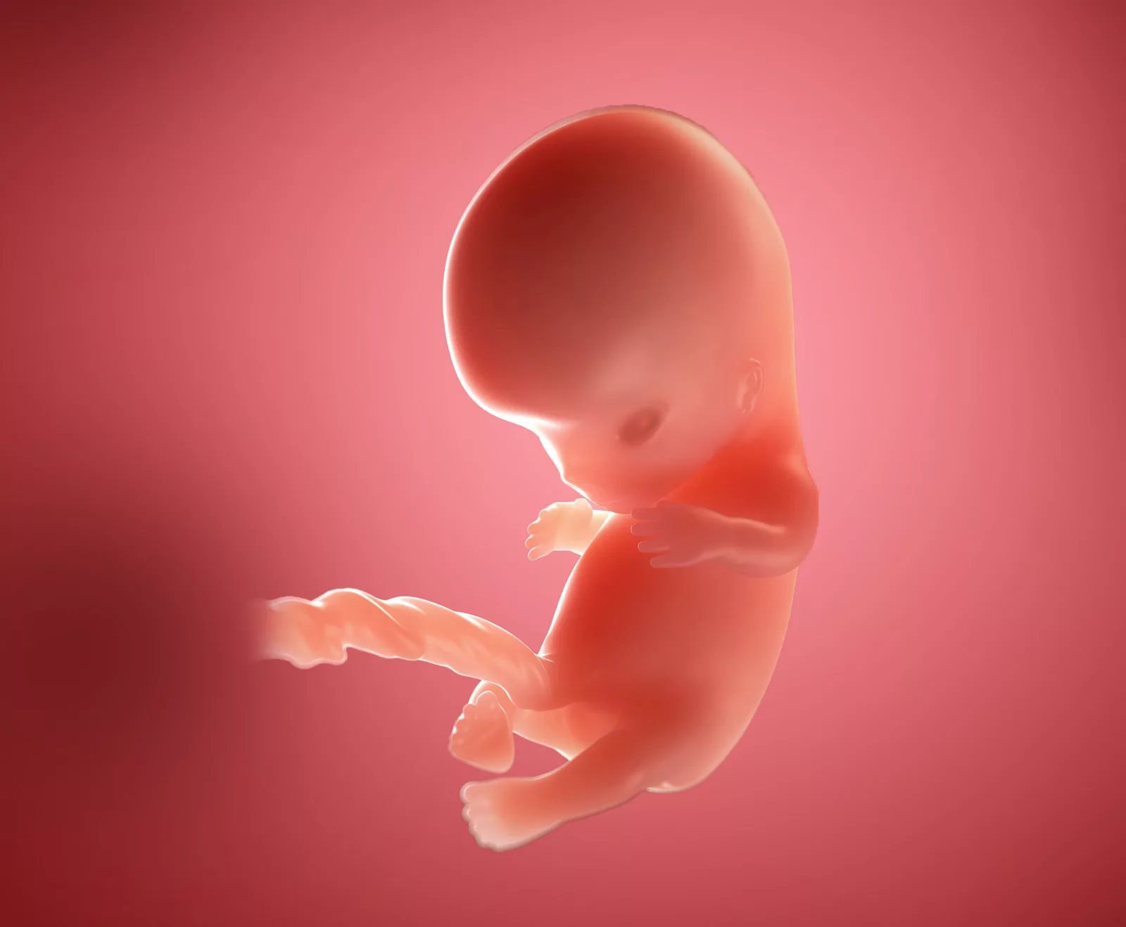 8 недель как выглядит плод. Эмбрион на 9 неделе беременности.