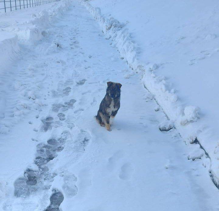 Застрявший на льду щенок самостоятельно выбрался на набережную Хабаровска