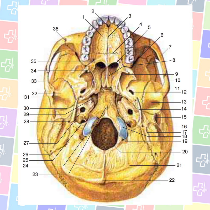 Круглое и овальное отверстия. Наружное основание черепа строение анатомия. Наружное основание черепа кости отверстия. Внешнее основание черепа анатомия. Кости основания черепа анатомия.