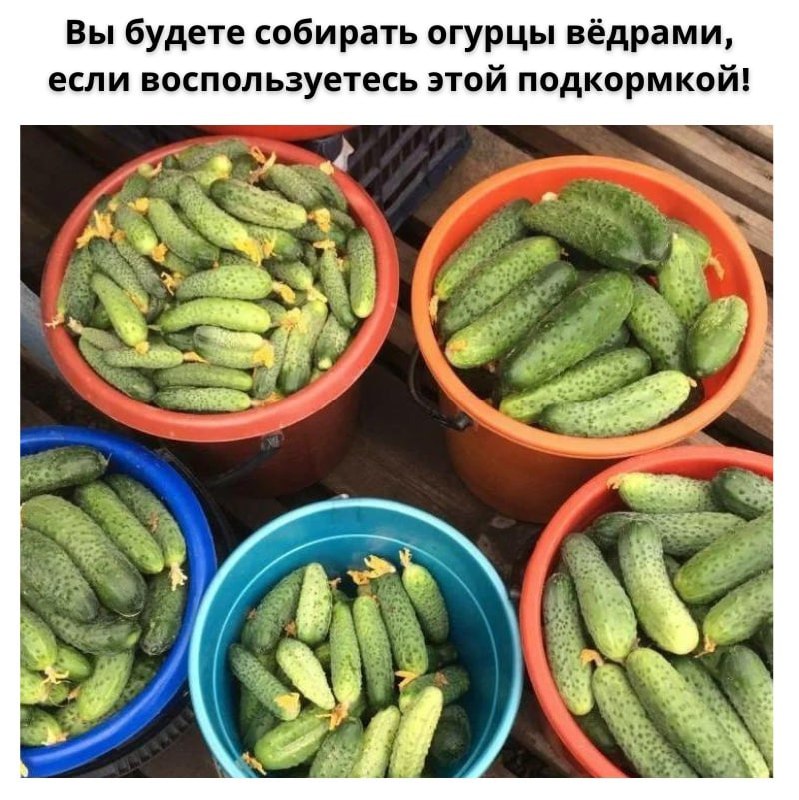 Огурцы свежие 5