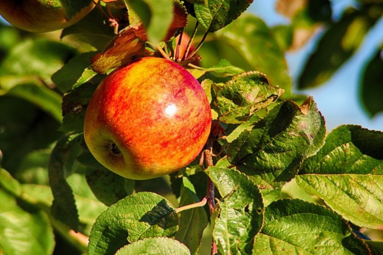 Крупнейший производитель яблок вдвое увеличит производство в Ингушетии