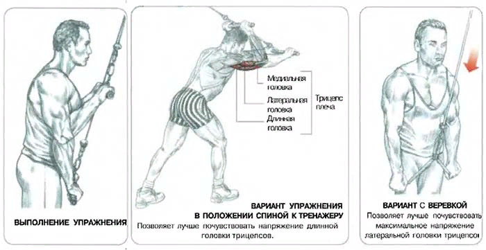 Разгибание рук. Разгибание верхнего блока хватом снизу. Трицепс блок хват снизу. Разгибание рук с рукояткой верхнего блока хватом. Разгибание рук с рукояткой верхнего блока хватом снизу.