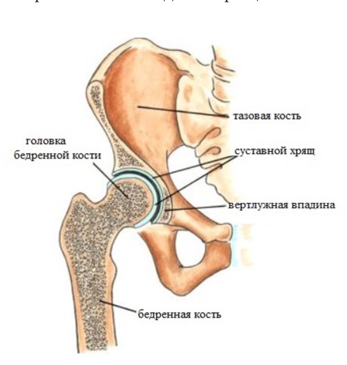 Суставные головки костей. Вертлужная впадина и головка бедренной кости. Кости тазобедренного сустава анатомия. Сустав головки бедренной кости. Вертлужная впадина тазобедренного сустава анатомия.