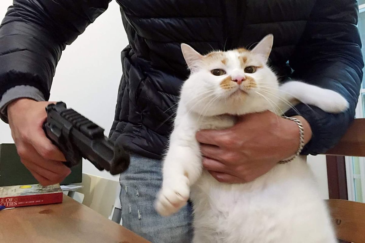 Кот угрожает. Кот с пистолетом. Котенок в заложниках. Котенок с пистолетом. Котик с оружием.