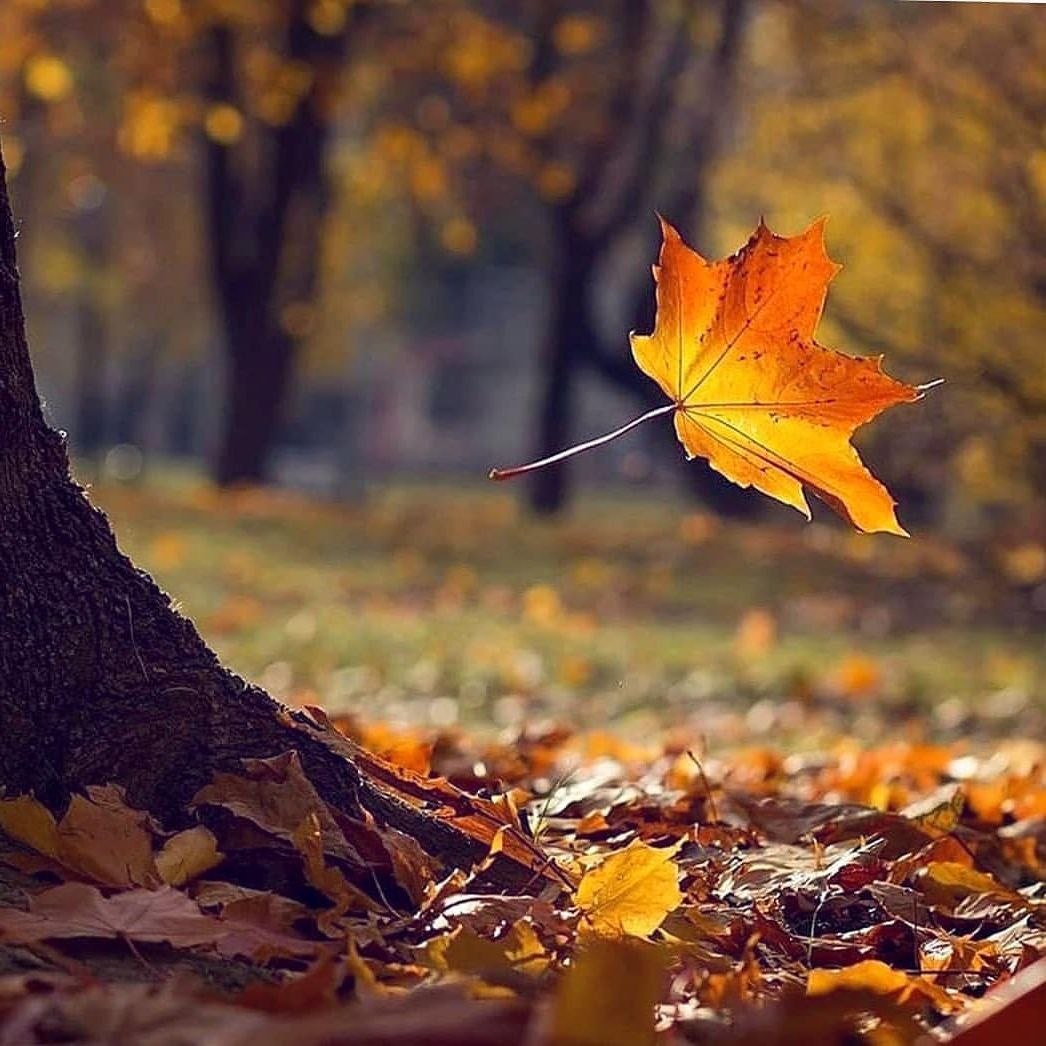 Листья падают с деревьев