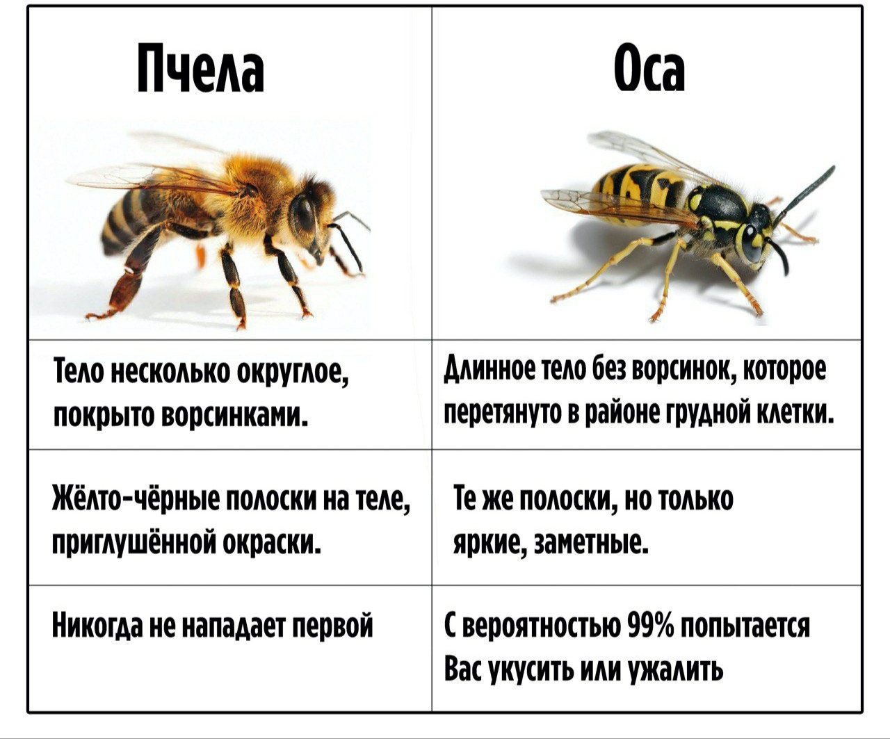 Пчела и оса разница фото