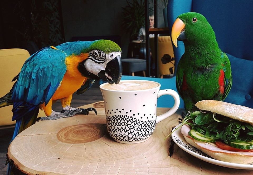 Можно салат попугаям. Кафе с попугаями. К поп кафе. Попугай с кофе. Попугаи в кофейне.