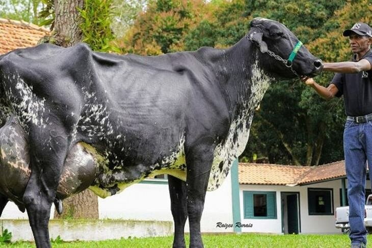 Корова из Бразилии стала мировым рекордсменом по надоям