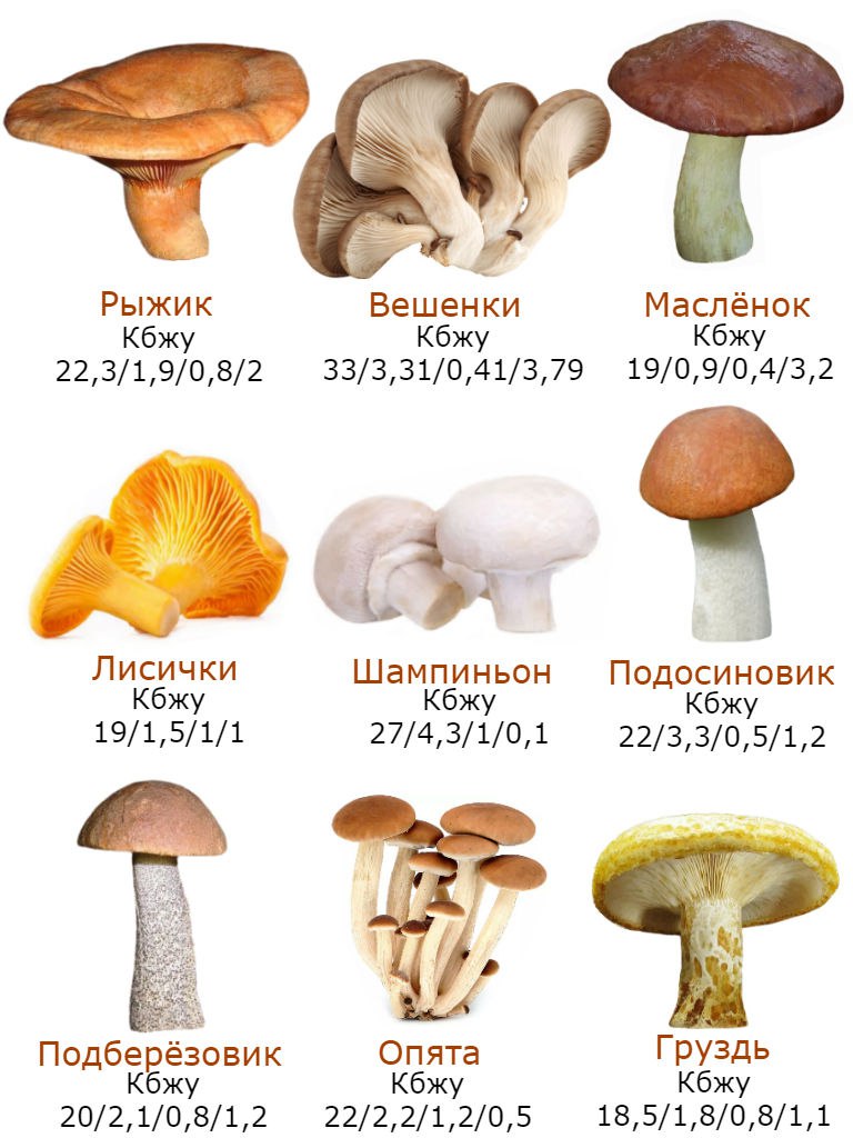 Грибы килокалории. Калорийность шампиньонов и лесных грибов. Содержание белка в грибах на 100 грамм. Грибы ккал на 100 грамм. Килокалории в грибах.