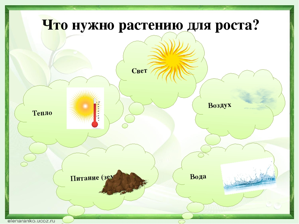 Что нужно растениям. Что необходимо для роста растений. Растению для роста необходимы. Схема что нужно для роста растений.