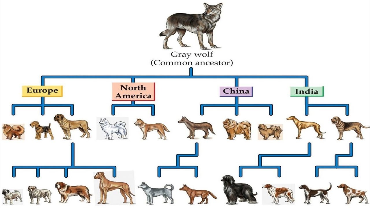 Происхождение породы животного. Генетика собак. Происхождение собак. Одомашнивание собаки. Селекция собак.