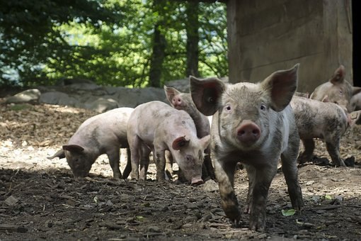 Вьетнам увеличит производство свинины после вспышек АЧС