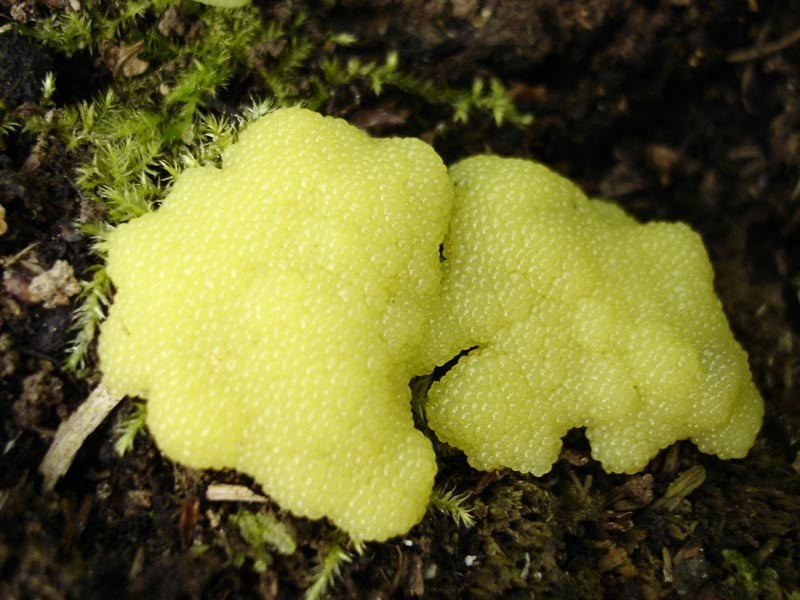 Слизневик. Стемонитис слизевик. Ходячий гриб плазмодий. Гриб Physarum polycephalum. Ходячий гриб слизевик.