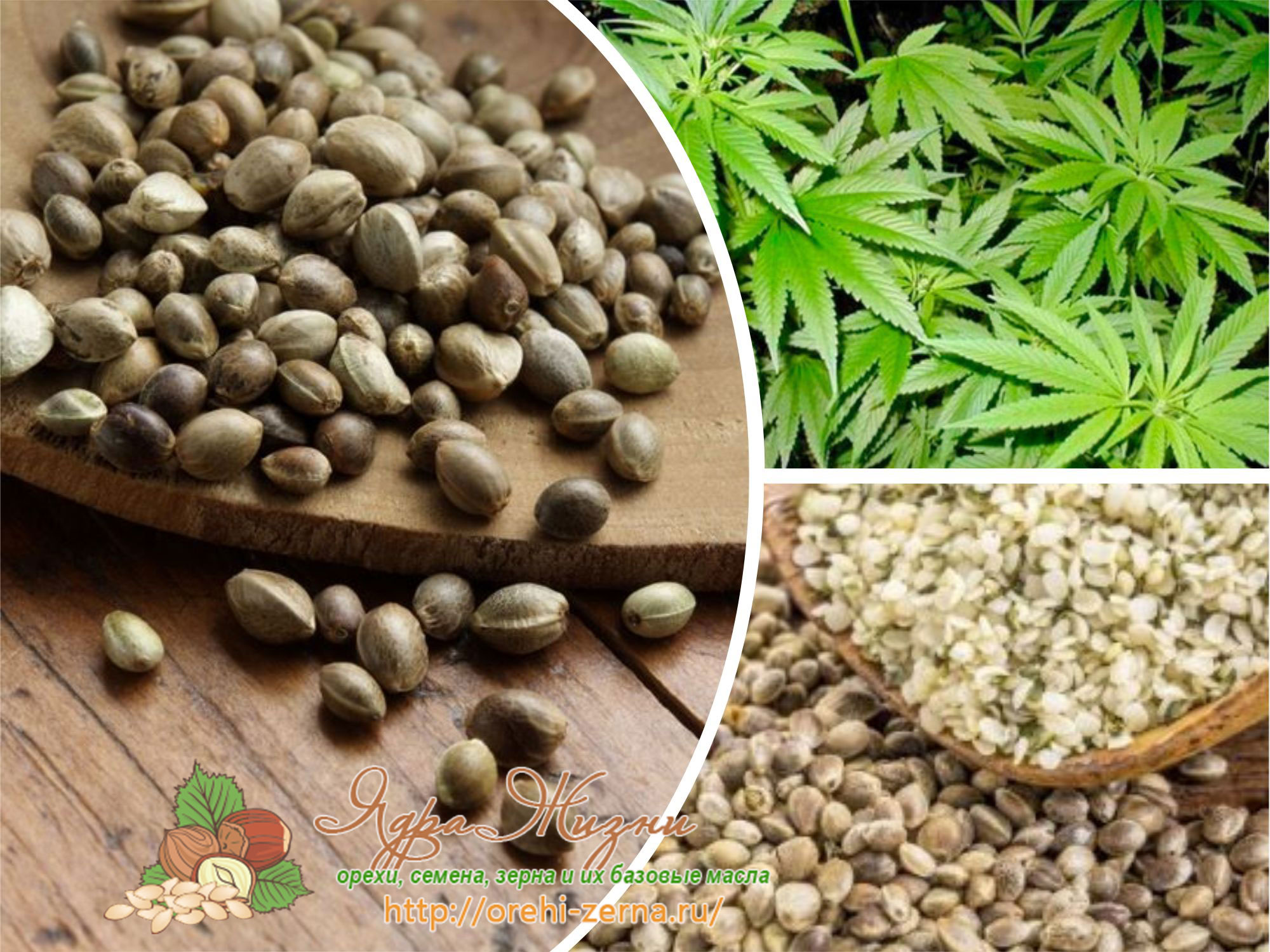 Запрещена ли покупка семян конопли марихуана своими силами