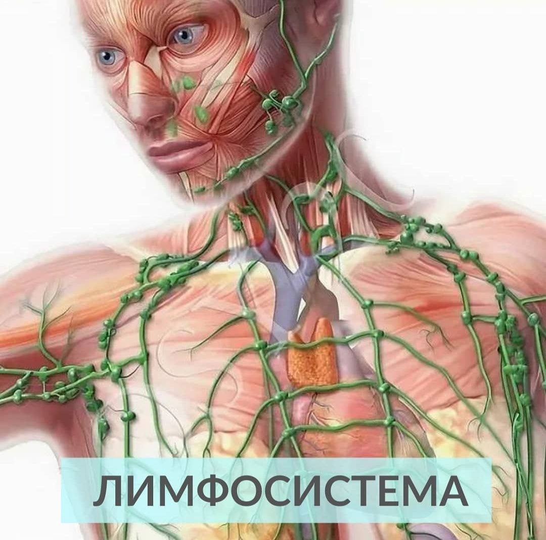 Лимфоузлы внутри. Лимфатическая система лимфоузлы. Надключичные лимфоузлы. Лимфоузла шейные лимфоотток. Лимфатическая система лица анатомия.