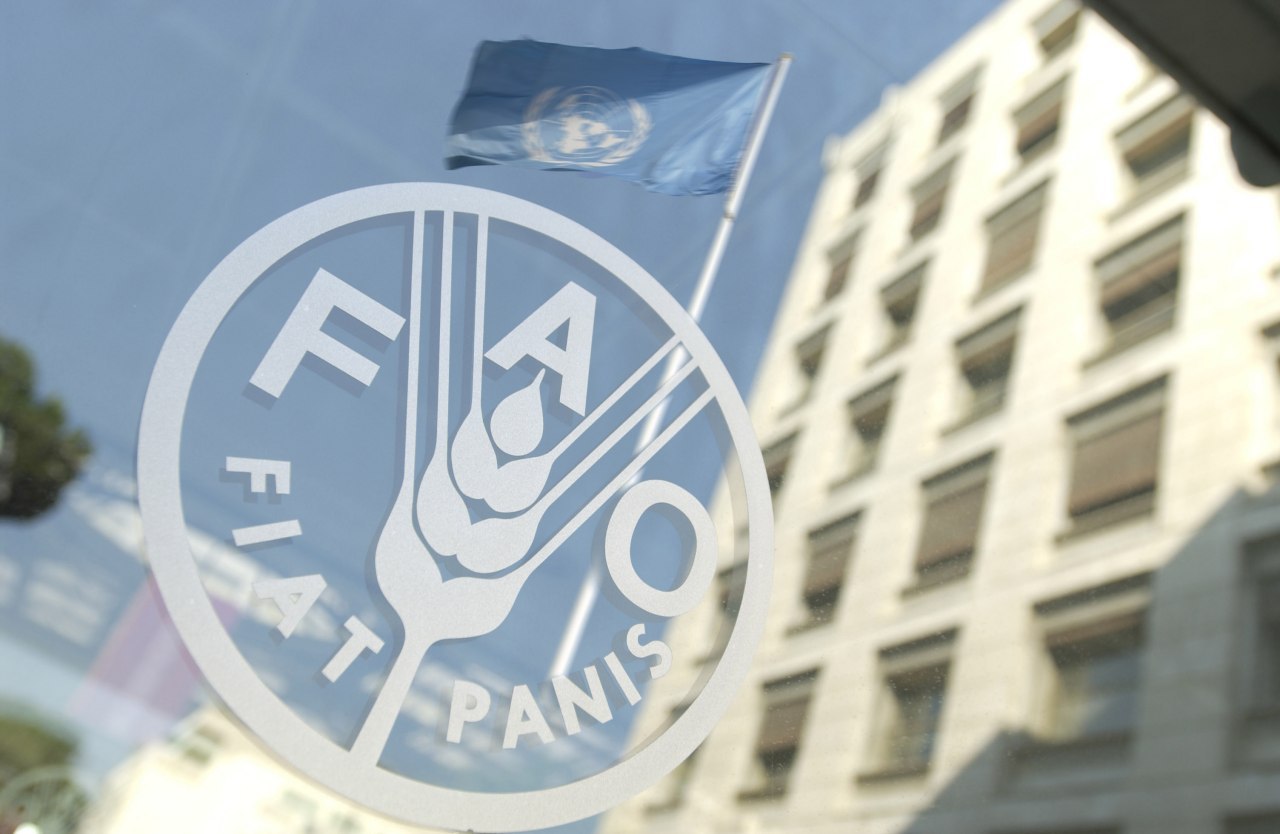 ФАО прогнозирует рекордные объемы производства зерновых по итогам 2019 года