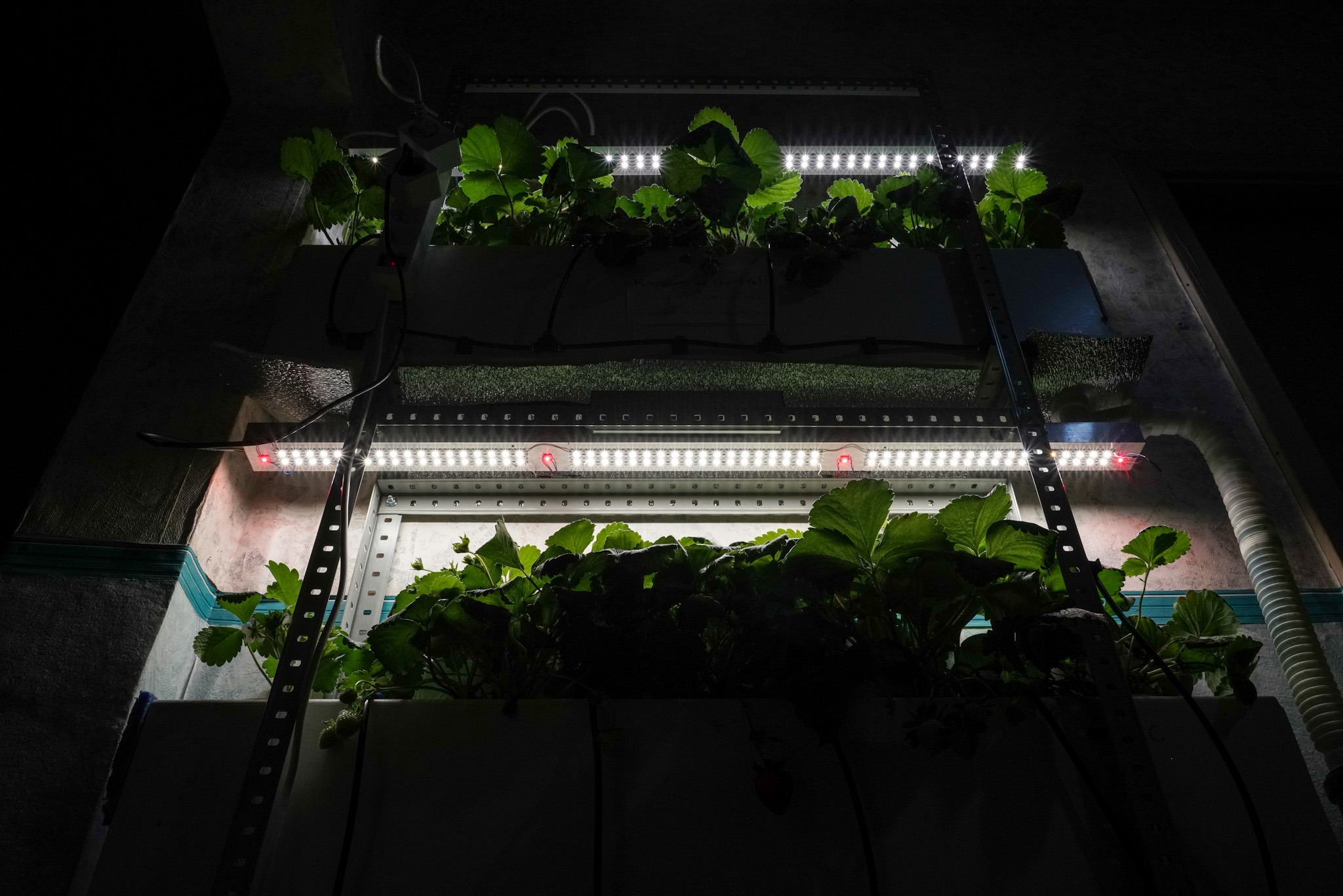 Делаем ягоду слаще – Telegraph