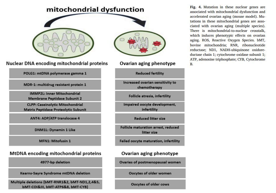 Mitokondriyal disfonksiyon yani mitokondriyal heteroplazmi geliştiğinde ( yumurtaları yaşlı kadın, postmenopozal kadın, kısırlık, azalmış fertilite, mitokondride delesyonlar, ) nedenleriyle ovarian yaşlanma artar.
