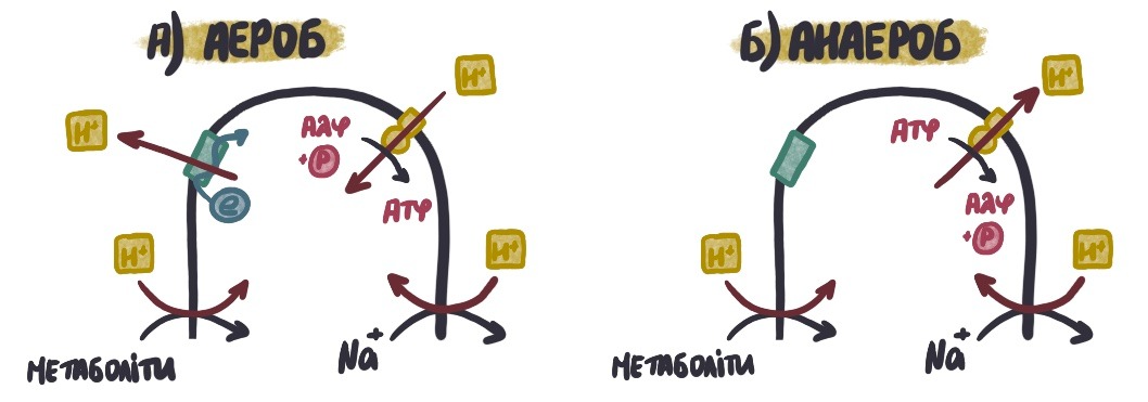 Dzhgutiki Membranni Potenciali Ta Kuvirkannya Yak Ruhayutsya Bakteriyi Telegraph