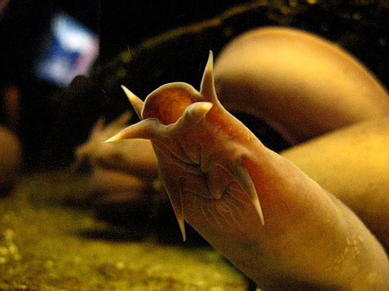 Hagfish Ronbon