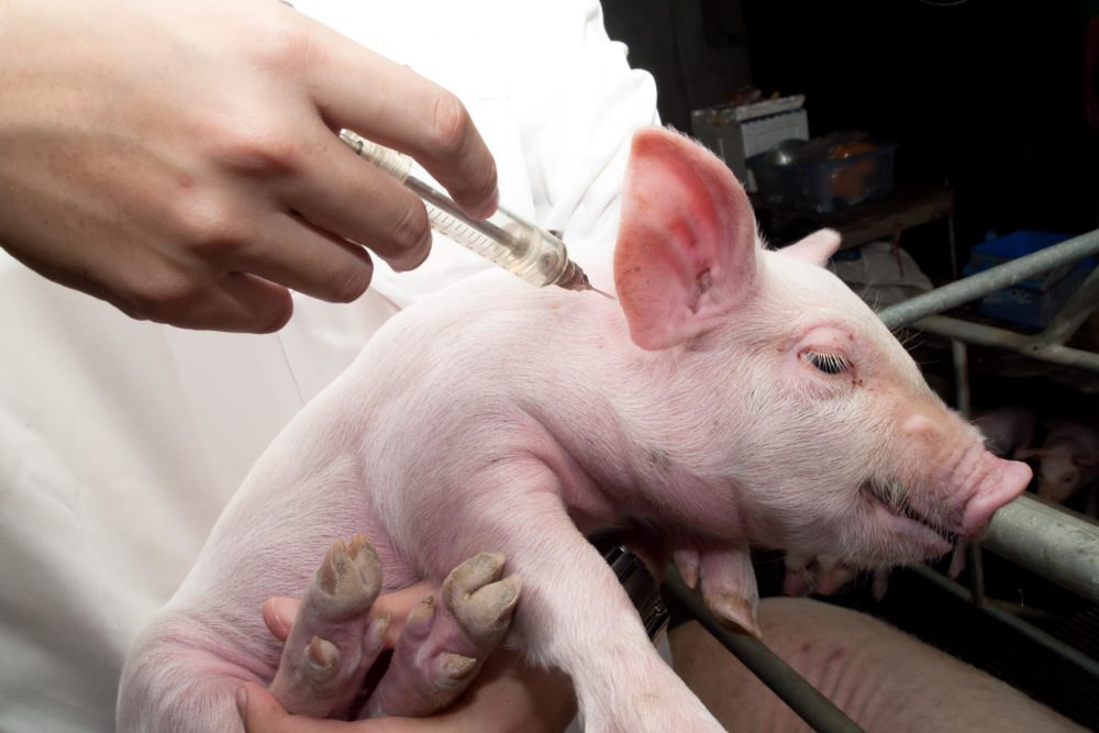 Вакцинация как альтернатива кастрации свиней становится популярной в Германии