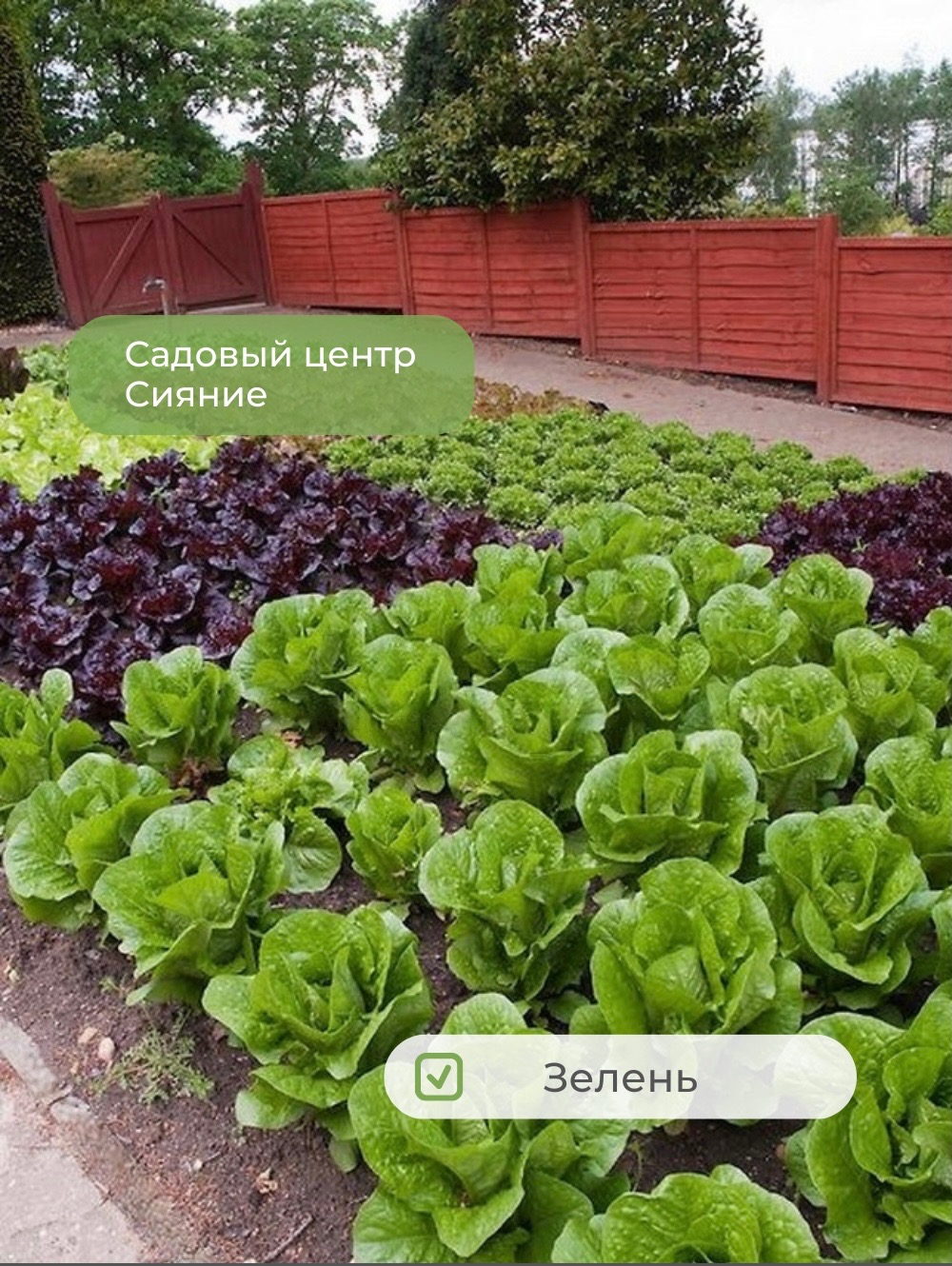 Romaine lettuce на грядке
