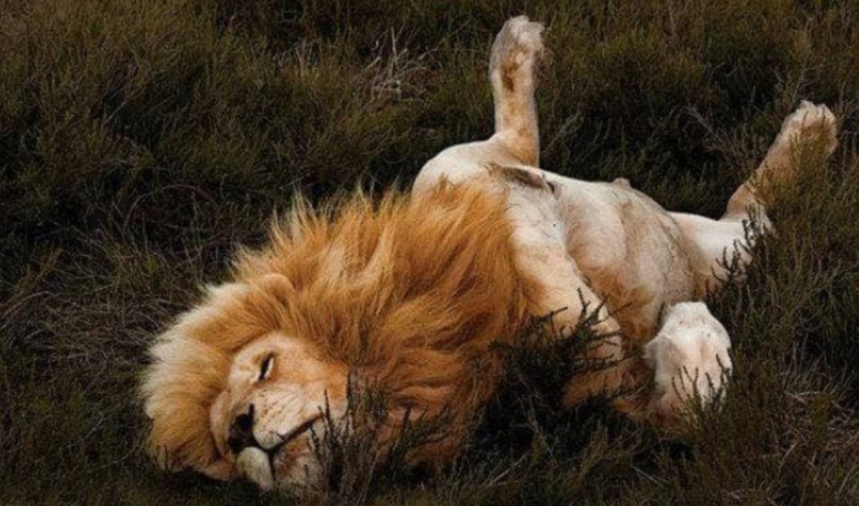 Спавшие животные людей. Лев спящий. Спящие львы. Лев лежит.