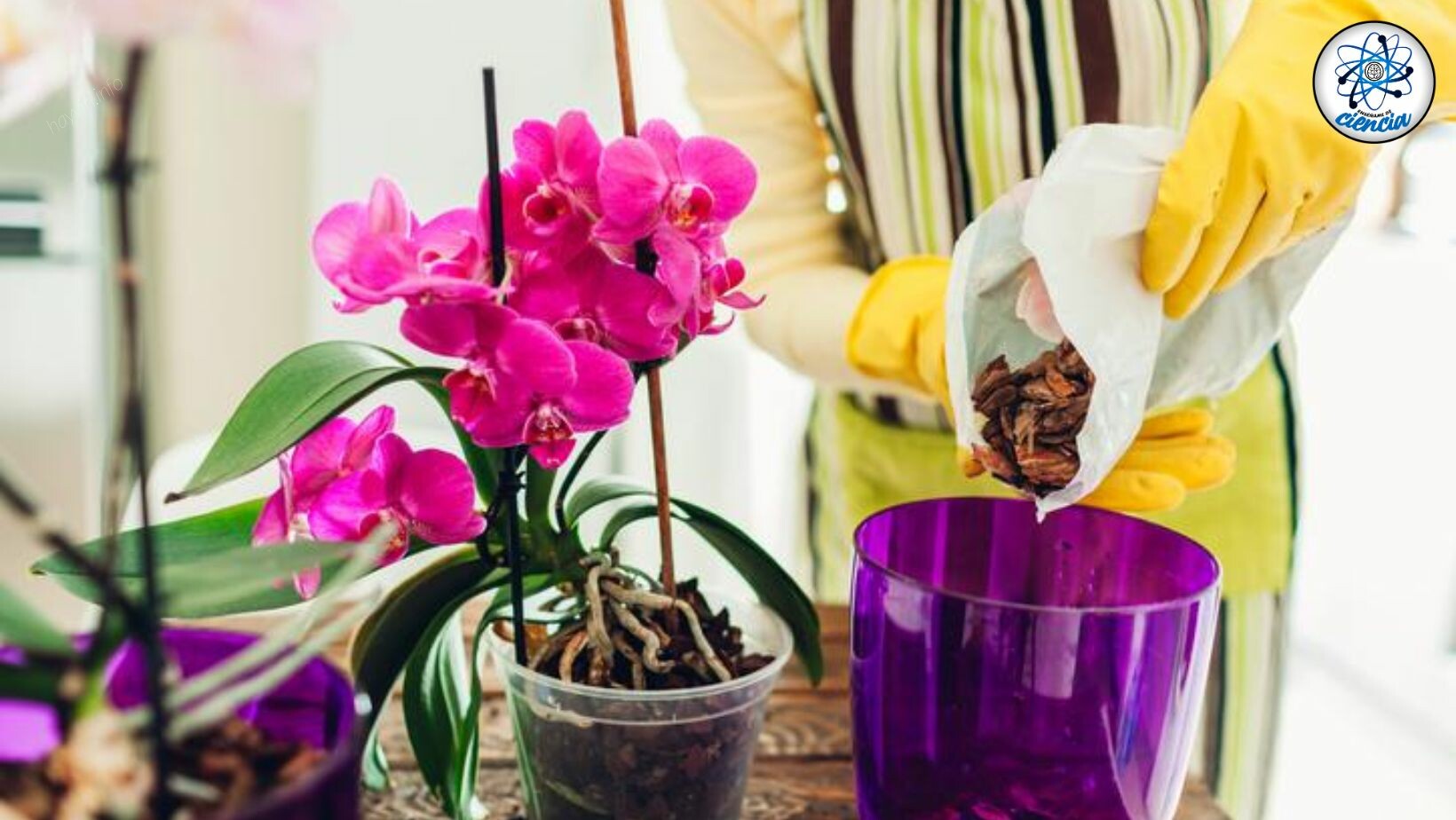 Így kell használni főzés INGREDIENT saját orchidea műtrágya létrehozásához