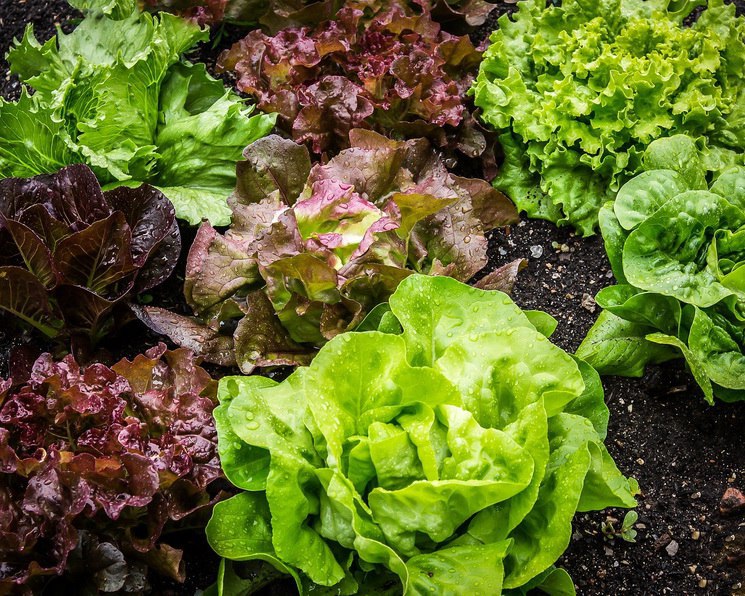 «Выборжец» утроит производство салатов за 8 млрд рублей