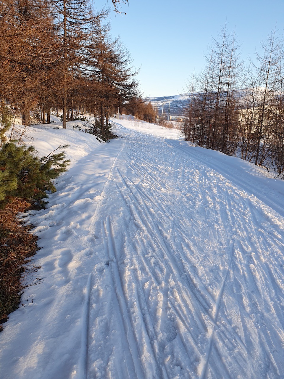 Лыжная трасса на Гороховом поле