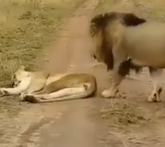 León despertando a la piba León despertando a la piba