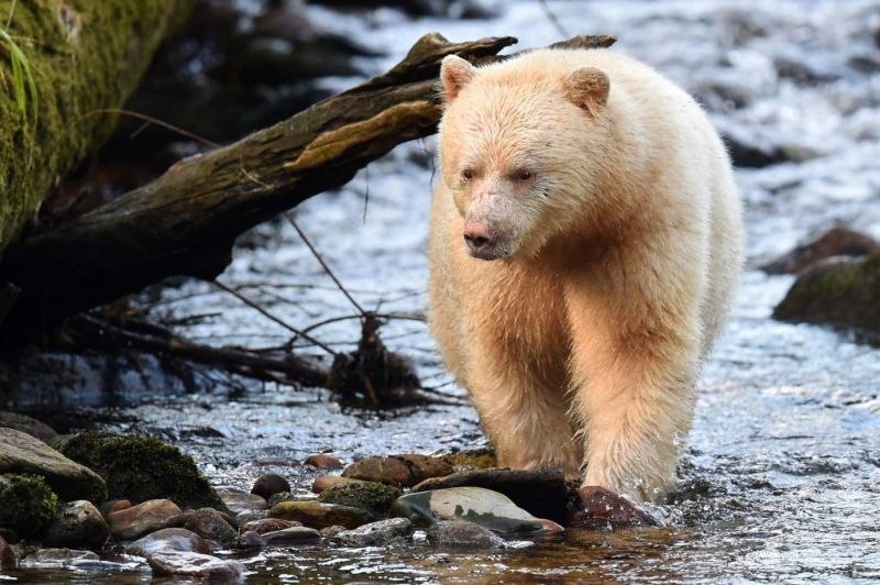 Хабаровский край - в десятке мест, где туристы хотят сфотографировать медведя