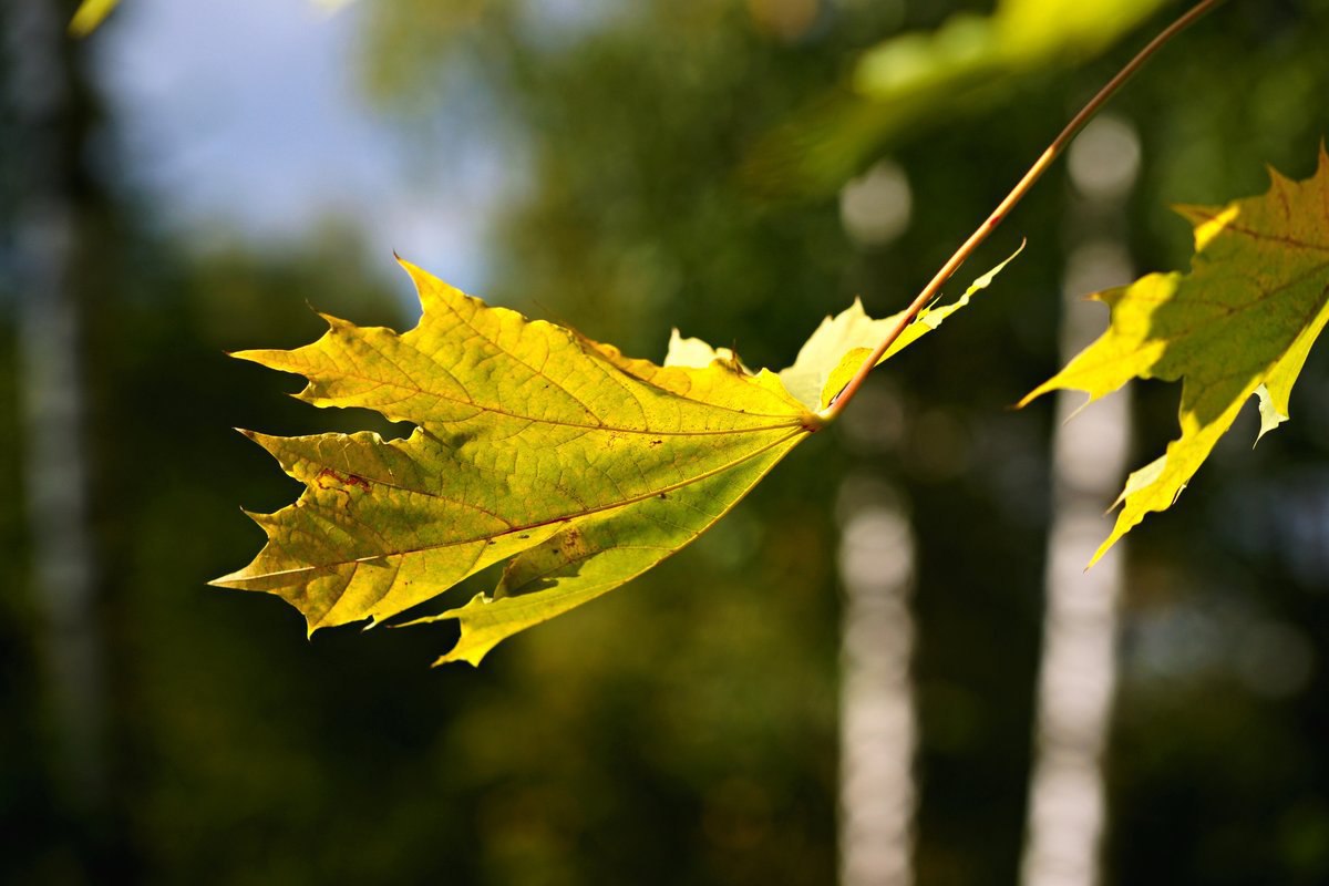 Ветер играет легкой листвою. Лист на ветру. Красивые листья. Осенние листья на ветру. Осень сентябрь.