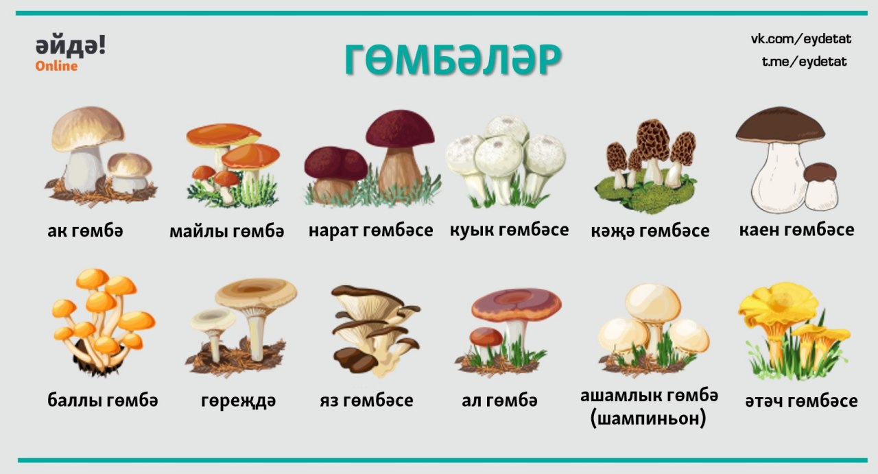 Проект съедобные грибы