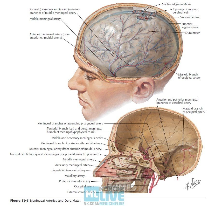Травмы черепа и головного мозга. Боевые травмы черепа и головного мозга. Средняя менингеальная артерия - arteria meningea Media.