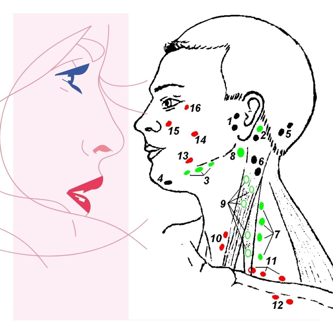 Лимфатические узлы на лице и шее схема