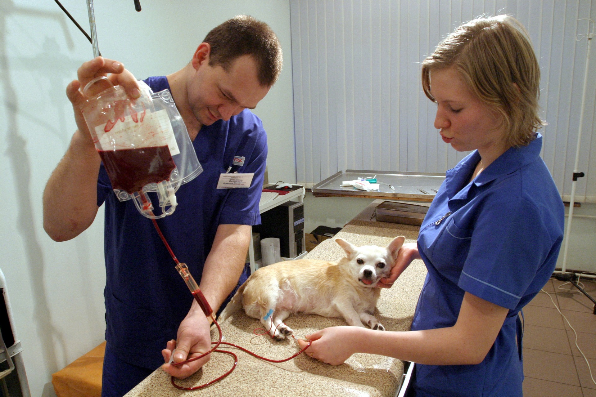 Банки крови для кошек. Переливание крови у животных. Переливаниеикрови животным. Переливание крови собаке.