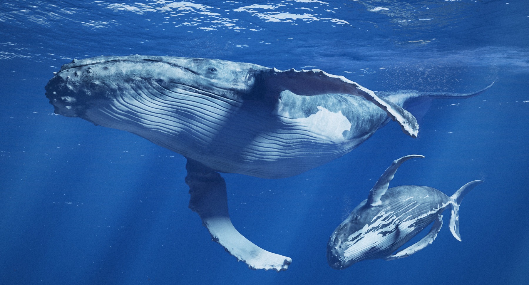 Детеныш синего кита